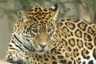 Jaguar lying on a tree trunk clipart