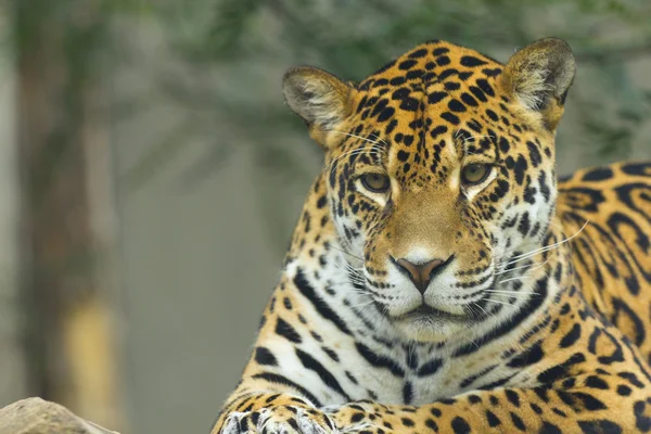 Front view of jaguar — Stock Photo, Image