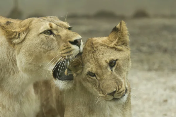 Lioness nuoren leijonan kanssa — kuvapankkivalokuva