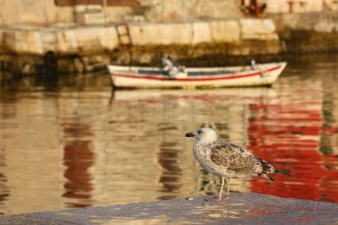 Bird and Boat clipart