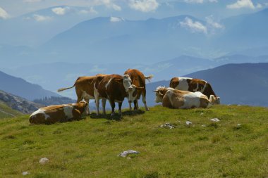 bir grup dağ çayır üzerinde otlayan inekler