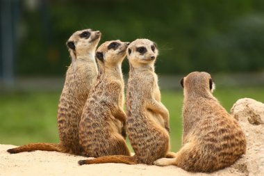 Lovely group of meerkats clipart