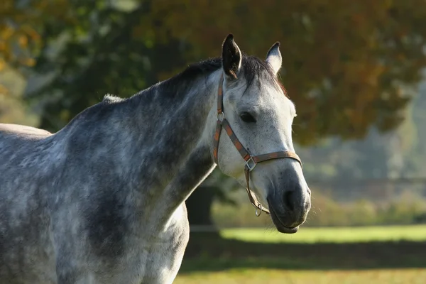 Cavalo romeno — Fotografia de Stock