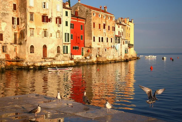 Rovinj - přístav s létajícími ptáky (Chorvatsko) — Stock fotografie