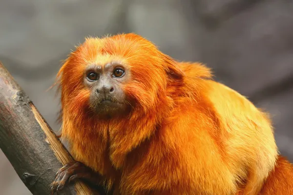 Macaco-tamarin-leão-dourado — Fotografia de Stock