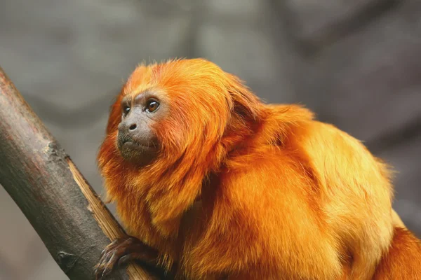 金ライオンの tamarin 猿 — ストック写真