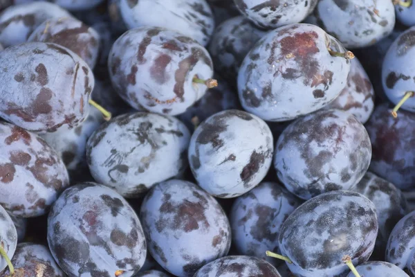 Stock image Fruit plums blue (background)