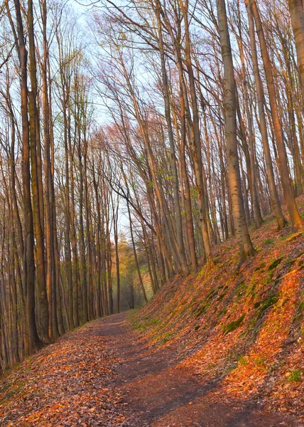 Camino en un bosque de hayas al atardecer — Foto de Stock