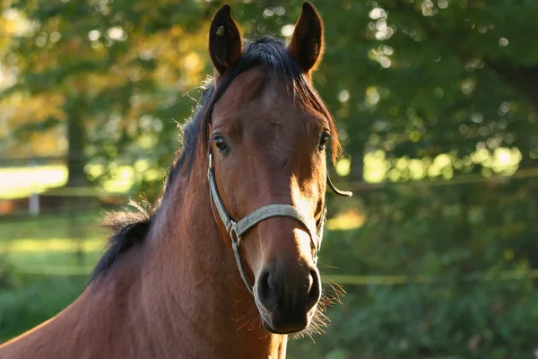 Portrait of a Horse. — Stock Photo, Image