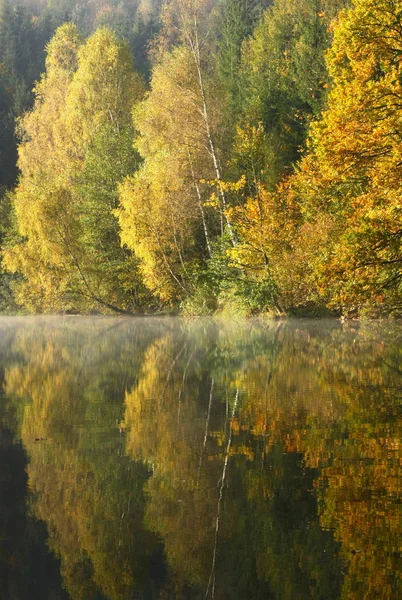 Forest Lake in autunno mattina. Verticalmente . — Foto Stock
