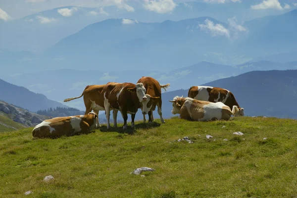 Le groupe de vaches pâturant sur la prairie de montagne — Photo