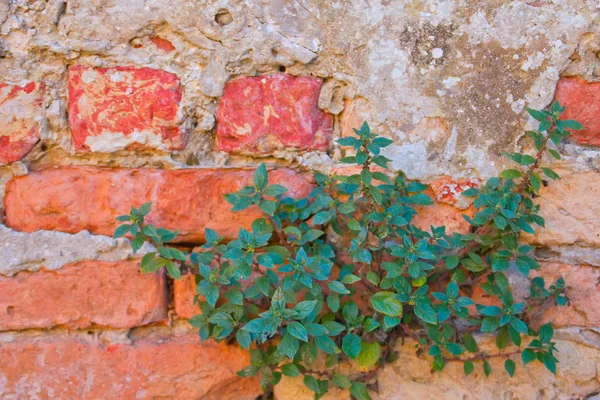 Πράσινο φυτό σε παλιό τοίχο κόκκινα τούβλα — Φωτογραφία Αρχείου