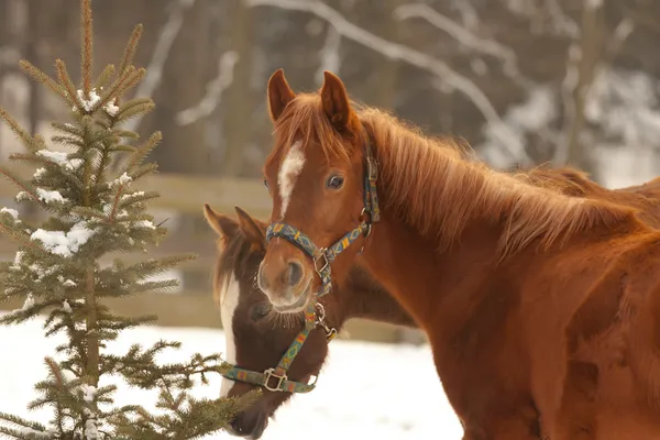 Две лошади в зимний день — стоковое фото