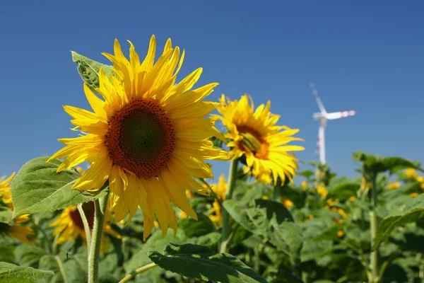 Sunflowers and wind power — Stock Photo, Image