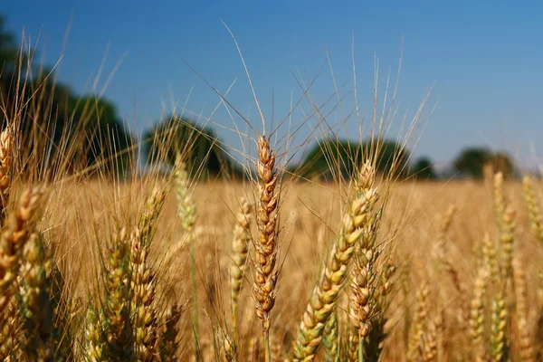 stock image Field of the ripening grain.