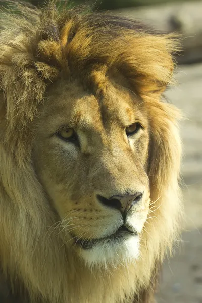 Portrait d'un lion. — Photo