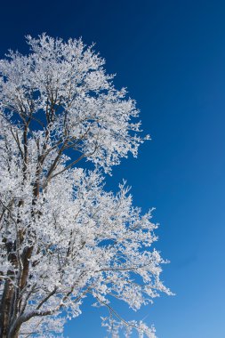 frost ile ağacı