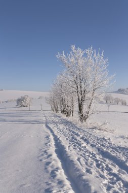 Snowy landscape with trees