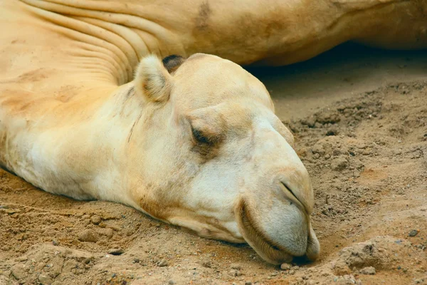 stock image White camel's head