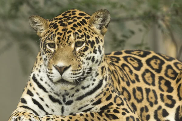 Jaguar portrét — Stock fotografie