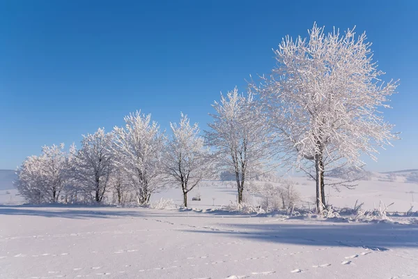 Snowy landscape with trees — Stock Photo, Image