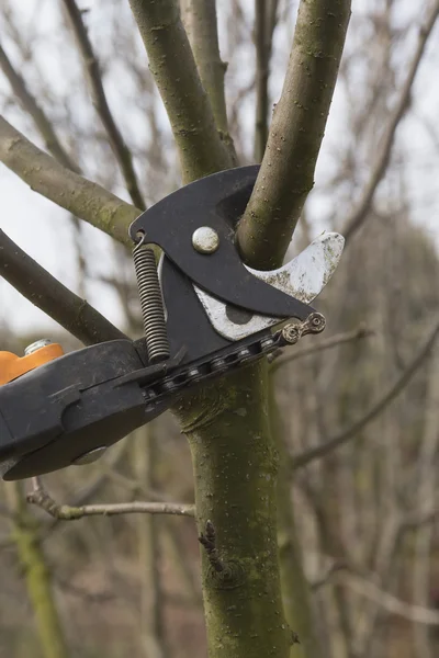 Обрізка фруктових дерев шляхом обрізки ножиць . — стокове фото