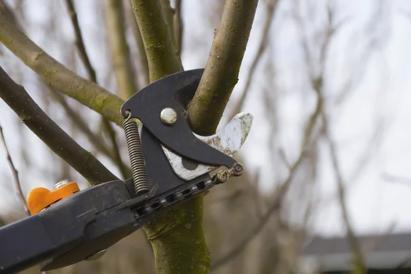 Обрезка фруктовых деревьев с помощью обрезки ножниц . — стоковое фото