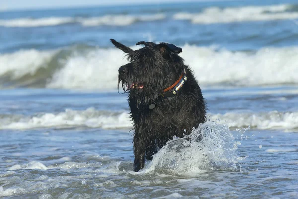 Nagy fekete schnauzer kutya állt az óceán. — Stock Fotó