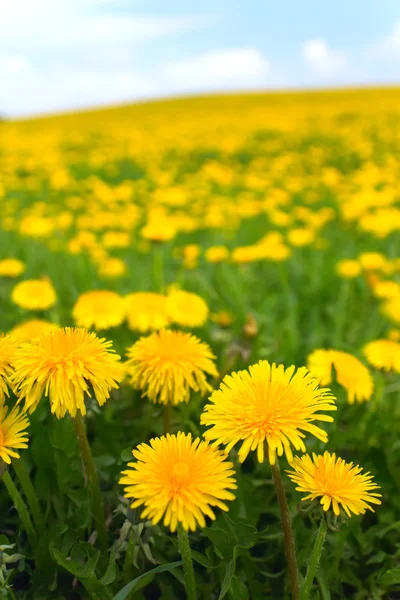 Detailed view of dandelion meadow — Stock Photo, Image