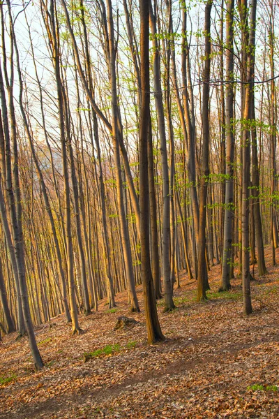 Floresta de faia na primavera — Fotografia de Stock