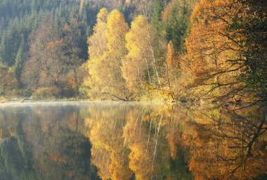 Beautiful forest lake in the autumn morning clipart