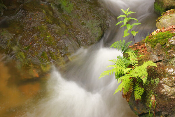 Flowing water of mountain stream and green plant