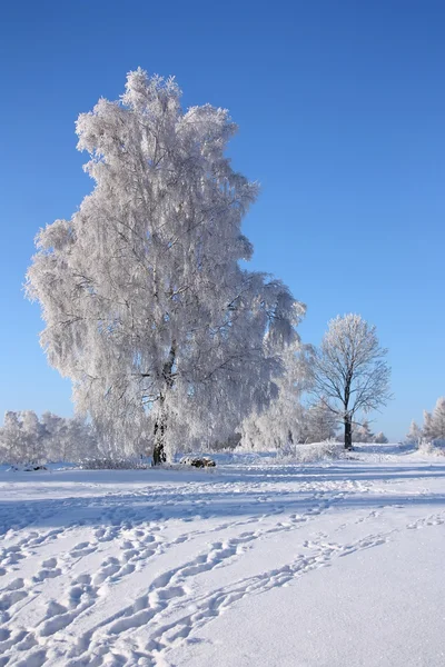 View of the snowy birch — Stock Photo, Image
