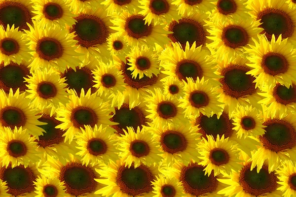 Zonnebloemen als achtergrond — Stockfoto