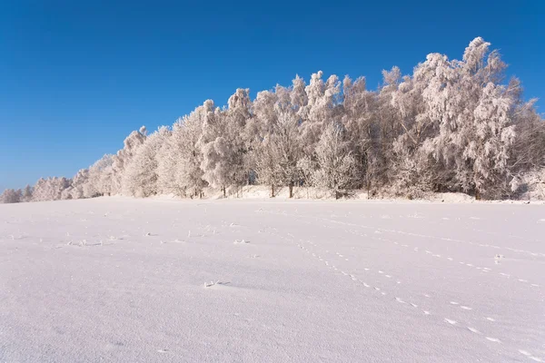 Vista del paisaje invernal con árboles nevados — Foto de Stock