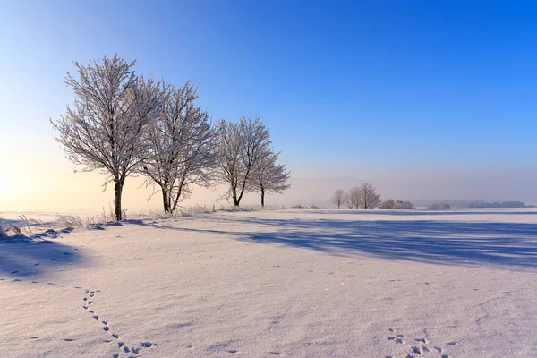 View of the snowy landscape — Stock Photo, Image