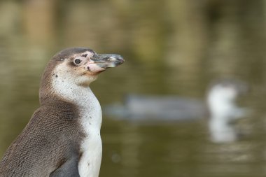 humboldt pengueni