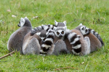 Halka kuyruklu lemur (Lemur catta)