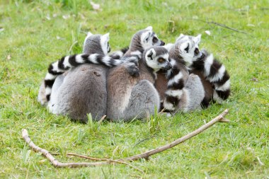 Halka kuyruklu lemur (Lemur catta)