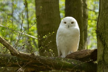 A snow owl clipart