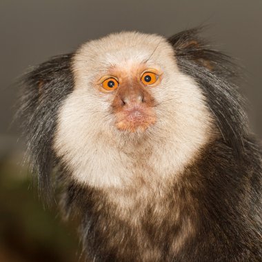 tufted kulaklı bir marmoset