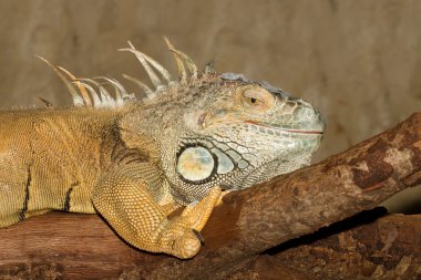 Yeşil iguana