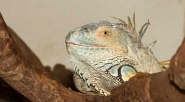 Yeşil iguana