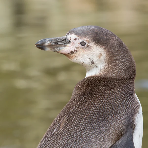 A Humboldt penguin — Stock Photo, Image