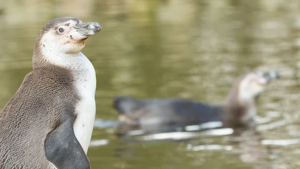 Um pinguim Humboldt — Fotografia de Stock