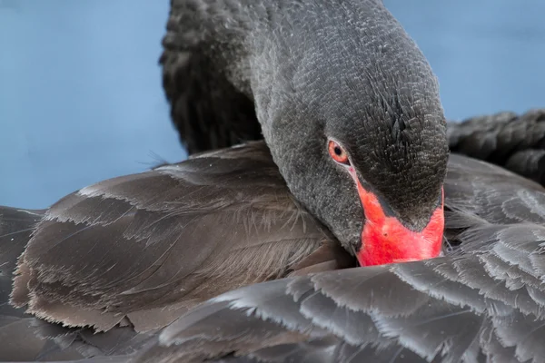 A black swan is sleeping — Stock Photo, Image
