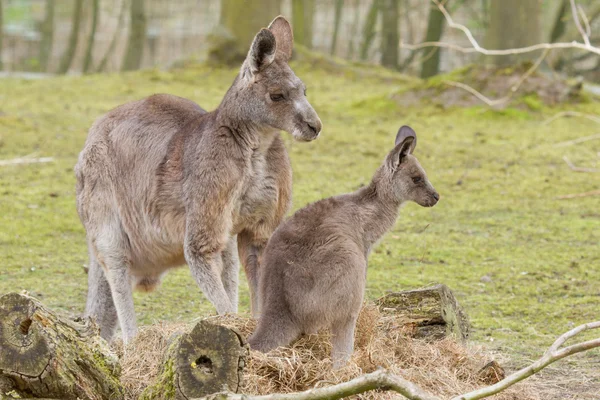 stock image Two kangaroos (adult and young one)