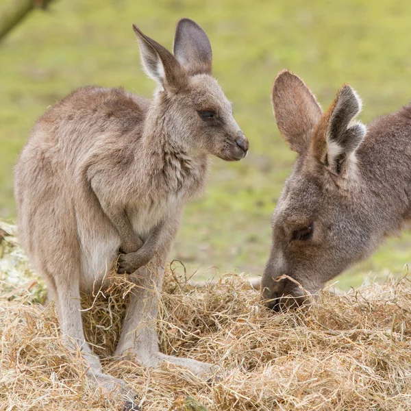 stock image Two kangaroos (adult and young one)