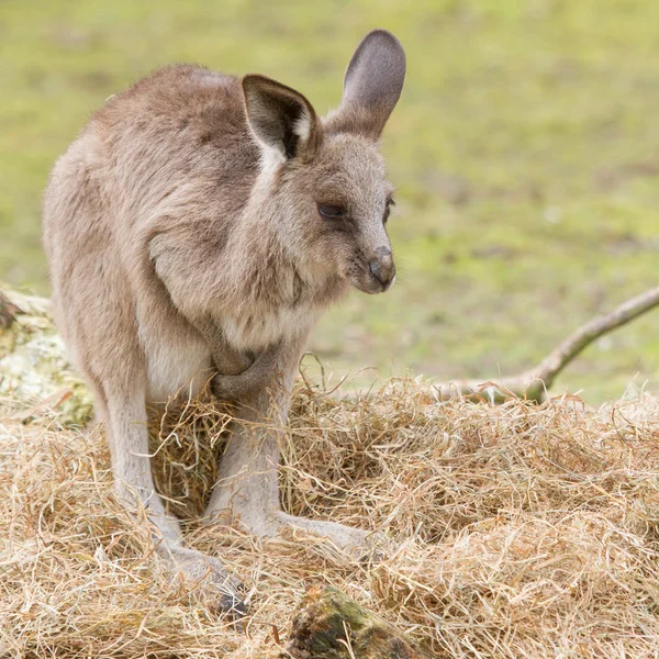 Ein junges Känguru — Stockfoto