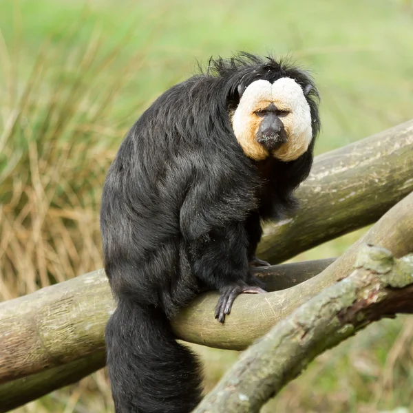 Saki de cara blanca (Pithecia pithecia ) — Foto de Stock